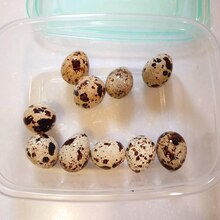 タッパーで簡単に殻むき うずらのゆで卵 レシピ 作り方 By ひぃ3 楽天レシピ タッパーで簡単に殻むき うずらのゆで卵 レシピ 作り方 By ひぃ3 楽天レシピ